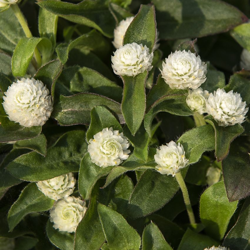 Kugelamarant 'Gnome White' in der Gruppe Samen / Einjährige Blumen bei Impecta Fröhandel (83961)