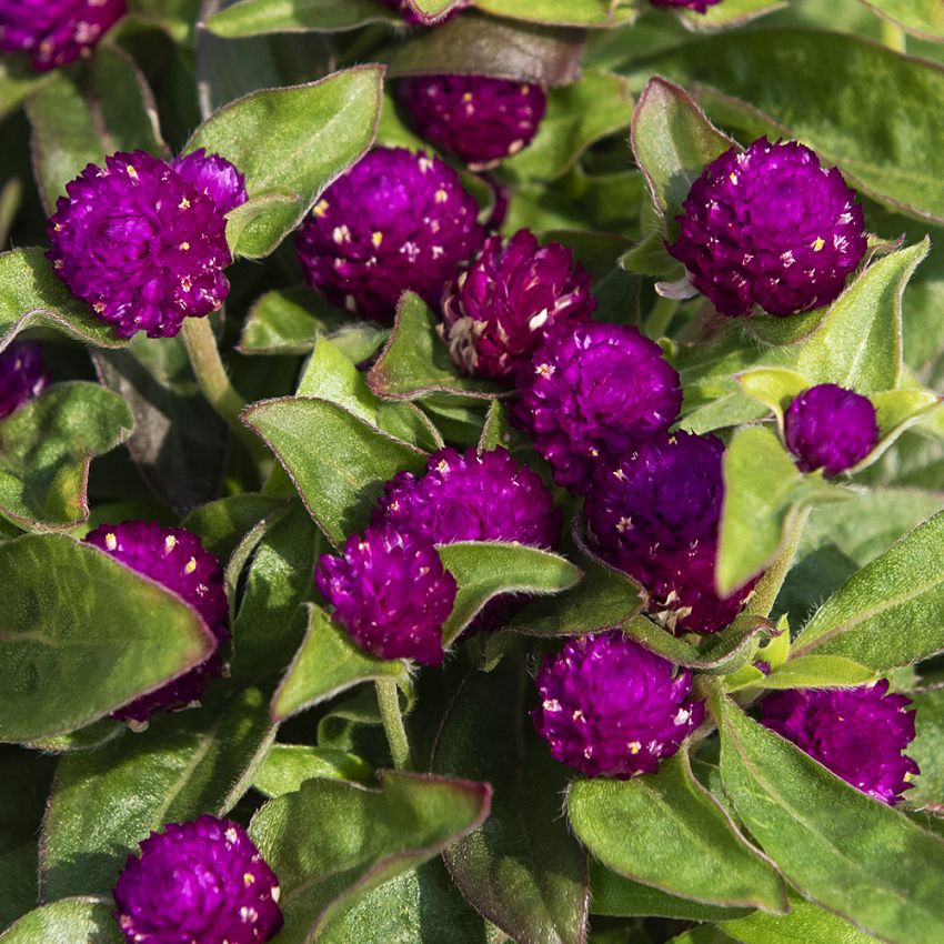 Kugelamarant 'Gnome Purple' in der Gruppe Samen / Einjährige Blumen bei Impecta Fröhandel (83963)