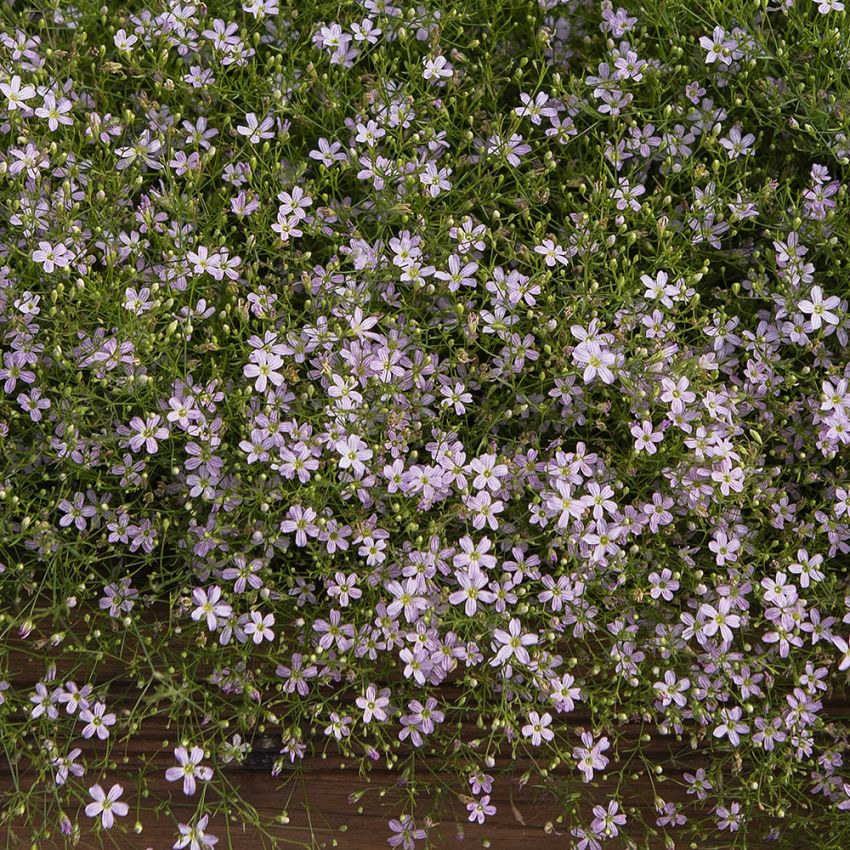 Mauer-Gipskraut 'Pink Sugardot' in der Gruppe Samen / Einjährige Blumen bei Impecta Fröhandel (84020)