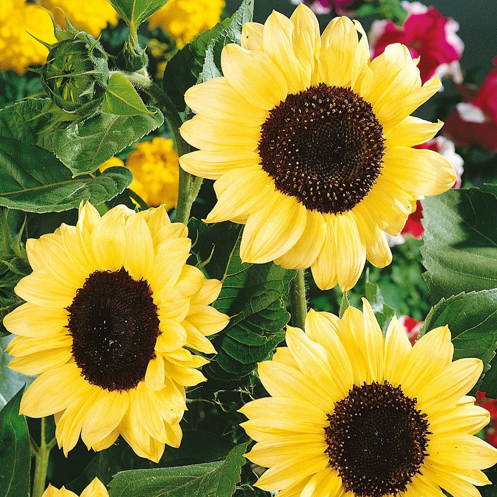 Sonnenblume 'Valentine' in der Gruppe Samen / Einjährige Blumen bei Impecta Fröhandel (8410)
