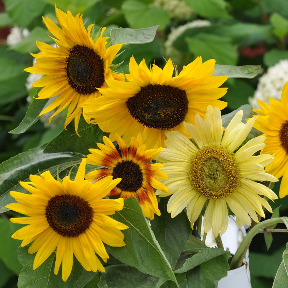 Sonnenblume 'La Torre' in der Gruppe Samen / Einjährige Blumen bei Impecta Fröhandel (84100)