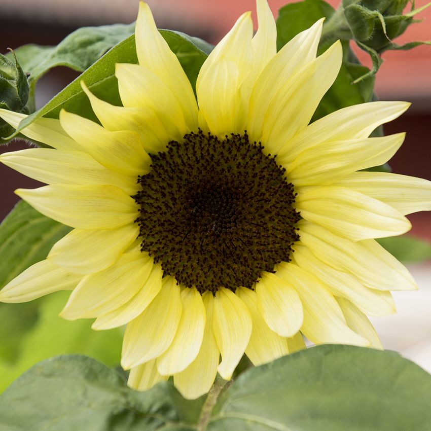 Sonnenblume 'Buttercream' in der Gruppe Samen / Einjährige Blumen bei Impecta Fröhandel (84102)