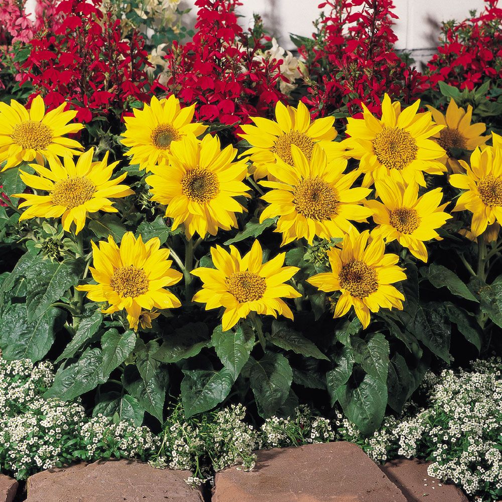 Sonnenblume 'Pacino Gold' in der Gruppe Samen / Einjährige Blumen bei Impecta Fröhandel (8411)