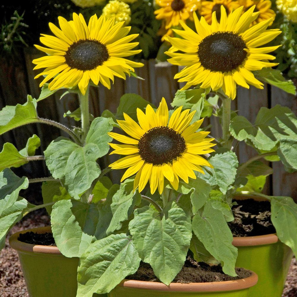 Sonnenblume 'Suntastic Yellow with Black Center' in der Gruppe Samen / Einjährige Blumen bei Impecta Fröhandel (84111)
