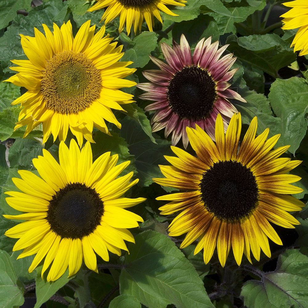 Sonnenblume 'Paquito Mixture' in der Gruppe Samen / Einjährige Blumen bei Impecta Fröhandel (84120)