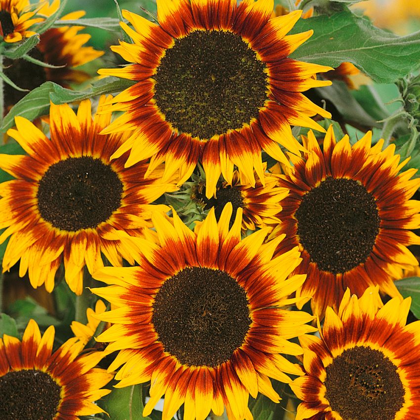 Sonnenblume 'Ring Of Fire' in der Gruppe Samen / Einjährige Blumen bei Impecta Fröhandel (8413)