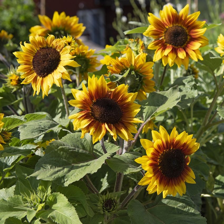 Sonnenblume F1 'Solar Flash' in der Gruppe Samen / Einjährige Blumen bei Impecta Fröhandel (84131)