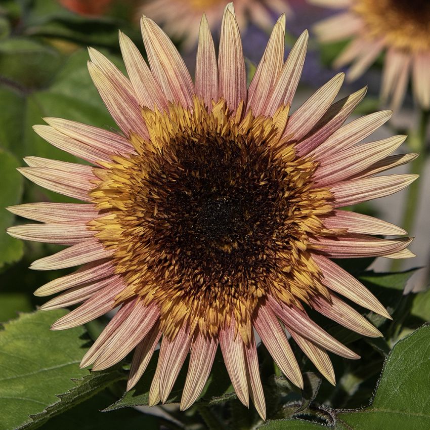 Sonnenblume 'Astra Rose' in der Gruppe Samen / Einjährige Blumen bei Impecta Fröhandel (84133)