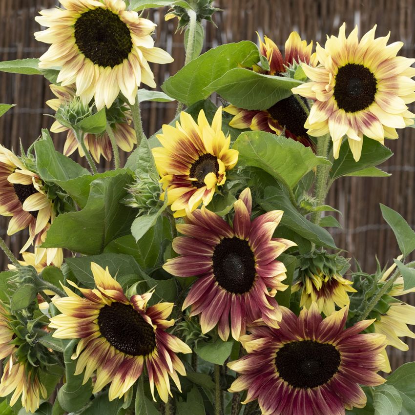 Sonnenblume 'Summer Lovin' in der Gruppe Samen / Einjährige Blumen bei Impecta Fröhandel (84134)