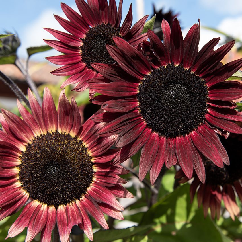 Sonnenblume 'Desire Red' in der Gruppe Samen / Einjährige Blumen bei Impecta Fröhandel (84135)