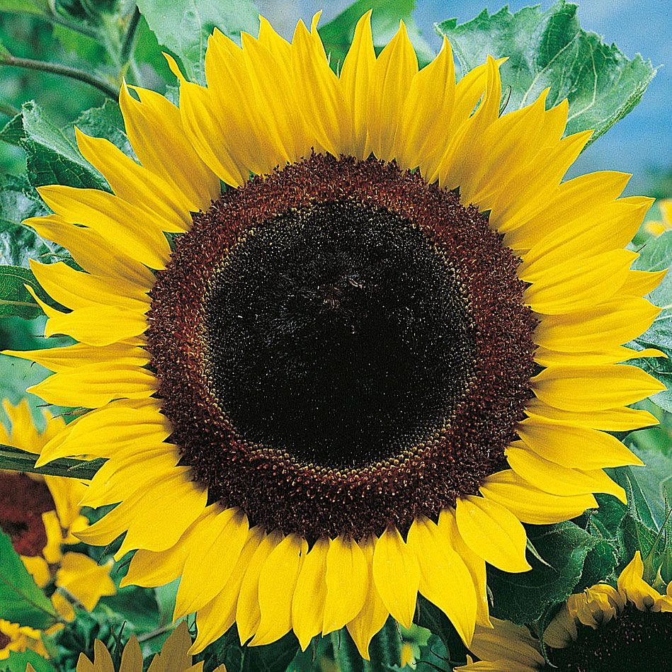 Sonnenblume 'Titan' in der Gruppe Samen / Einjährige Blumen bei Impecta Fröhandel (8414)