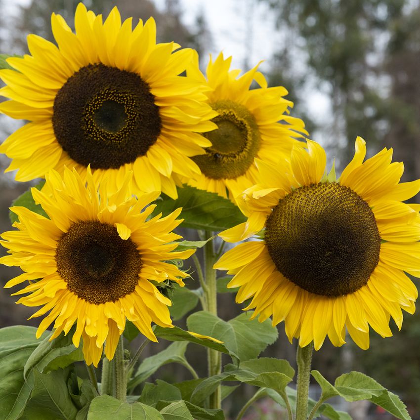 Sonnenblume 'Giganteus' in der Gruppe Samen / Einjährige Blumen bei Impecta Fröhandel (8415)
