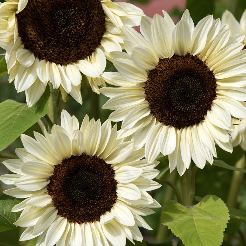 Sonnenblume F1 'Procut White Nite' in der Gruppe Samen / Einjährige Blumen bei Impecta Fröhandel (84159)