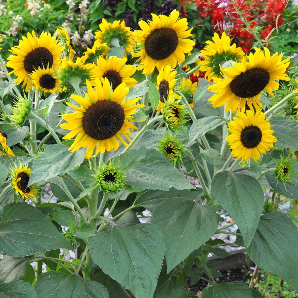 Sonnenblume 'Waooh!' in der Gruppe Samen / Einjährige Blumen bei Impecta Fröhandel (84160)