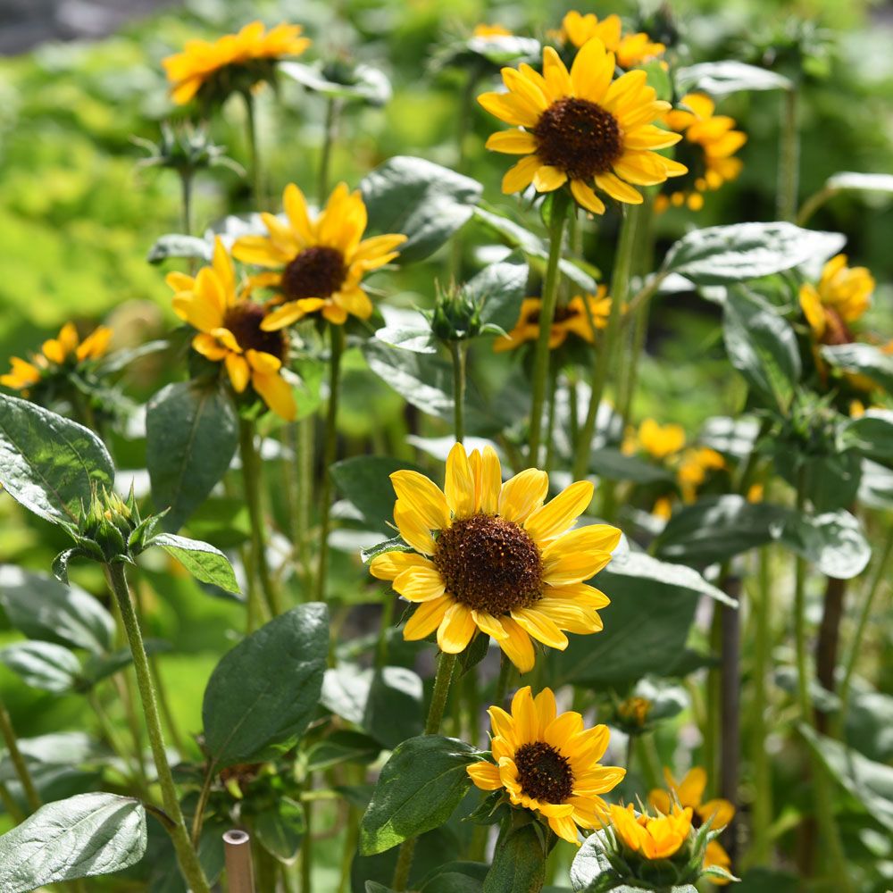 Sonnenblume 'Hella' in der Gruppe Samen / Einjährige Blumen bei Impecta Fröhandel (84161)