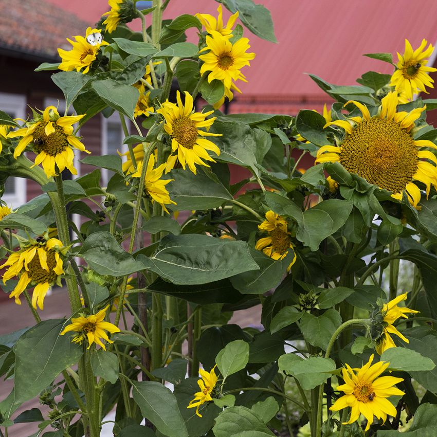 Sonnenblume 'Peredovik' in der Gruppe Samen / Einjährige Blumen bei Impecta Fröhandel (84163)