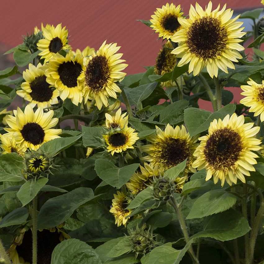 Sonnenblume 'Primrose' in der Gruppe Samen / Einjährige Blumen bei Impecta Fröhandel (84164)