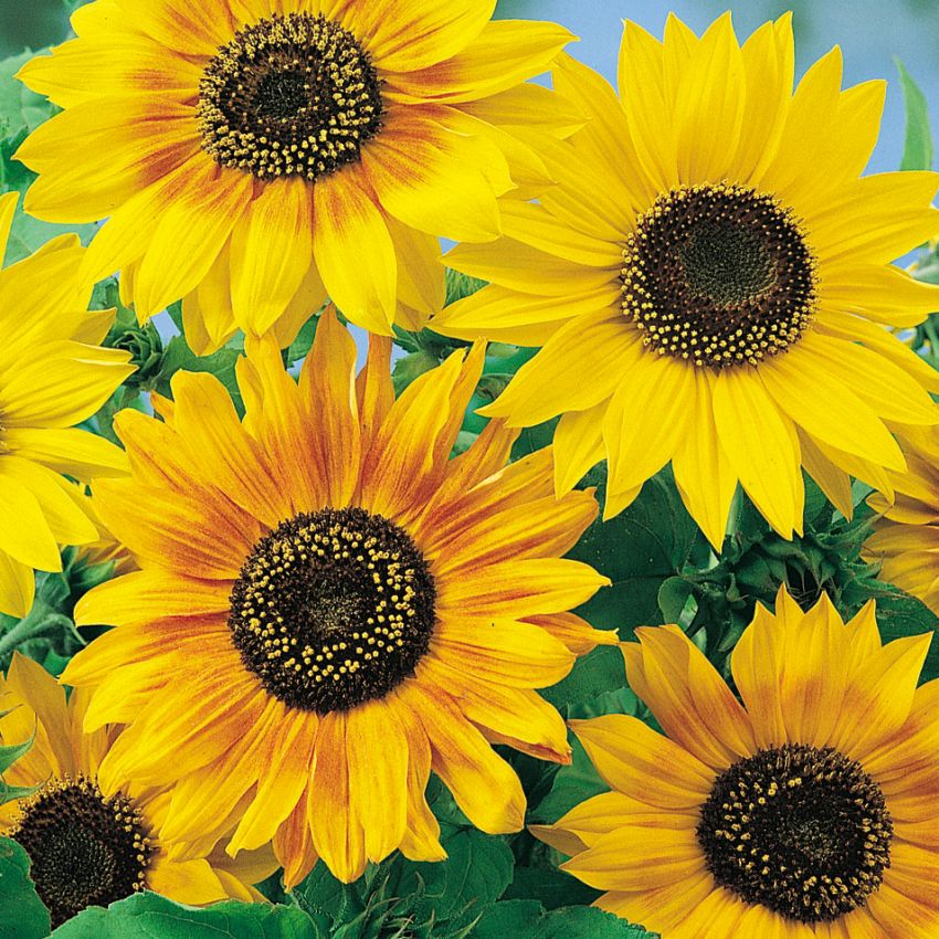Gurkenblatt-Sonnenblume,  in der Gruppe Samen / Einjährige Blumen bei Impecta Fröhandel (8420)
