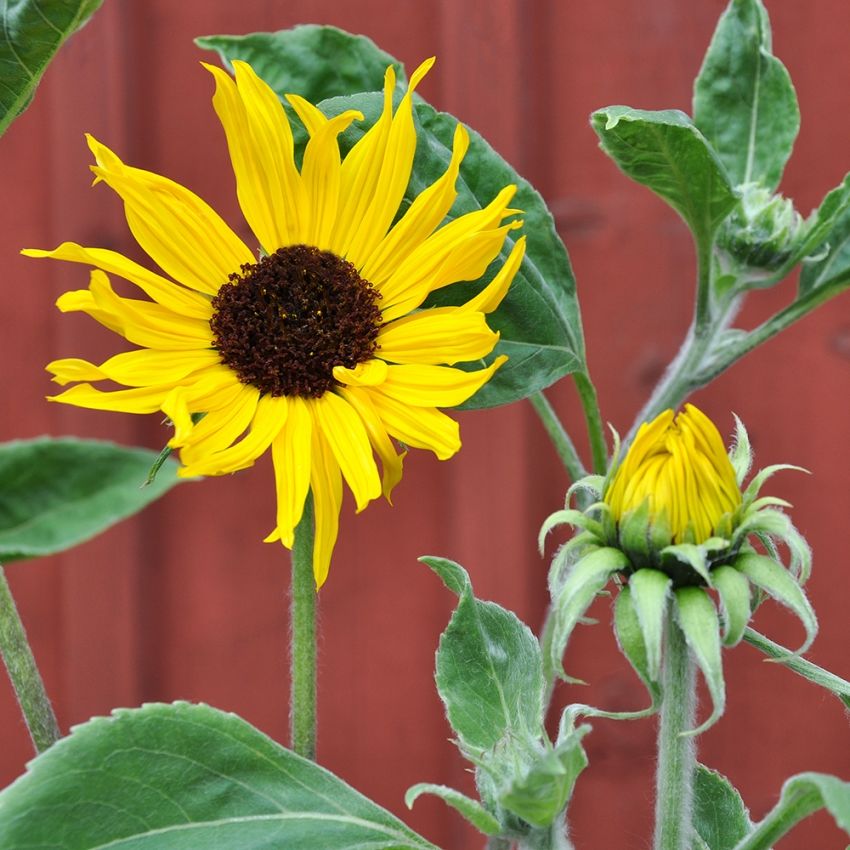 Silberblatt Sonnenblume 'Gold & Silver'