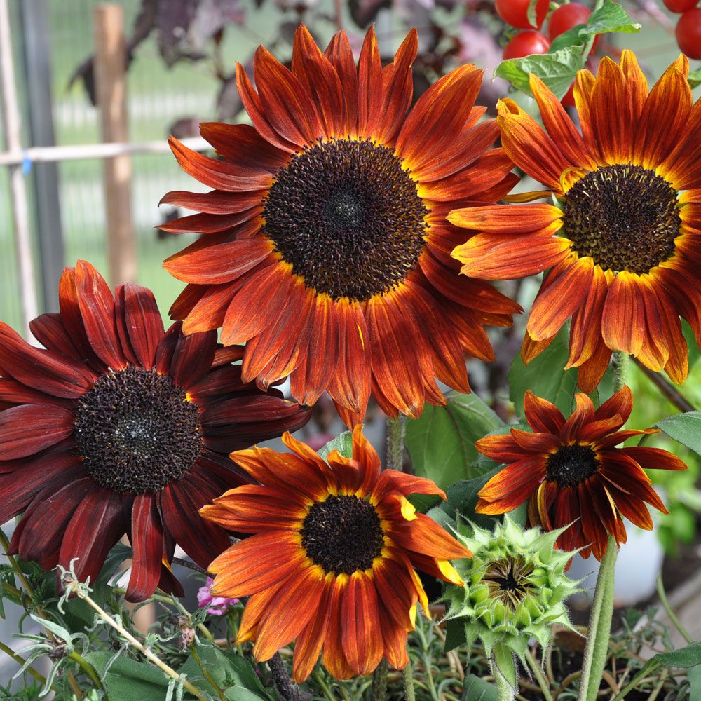 Sonnenblume 'Claret' in der Gruppe Samen / Einjährige Blumen bei Impecta Fröhandel (84241)