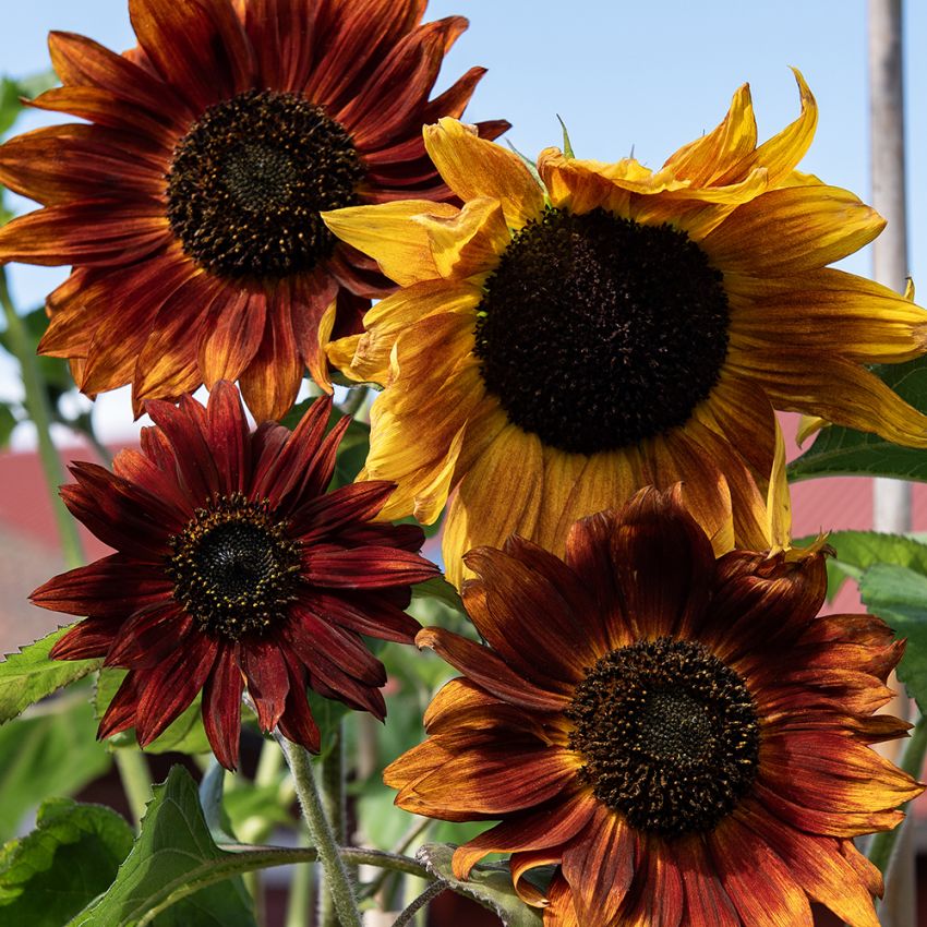 Sonnenblume 'Red Sun' in der Gruppe Samen / Einjährige Blumen bei Impecta Fröhandel (8425)