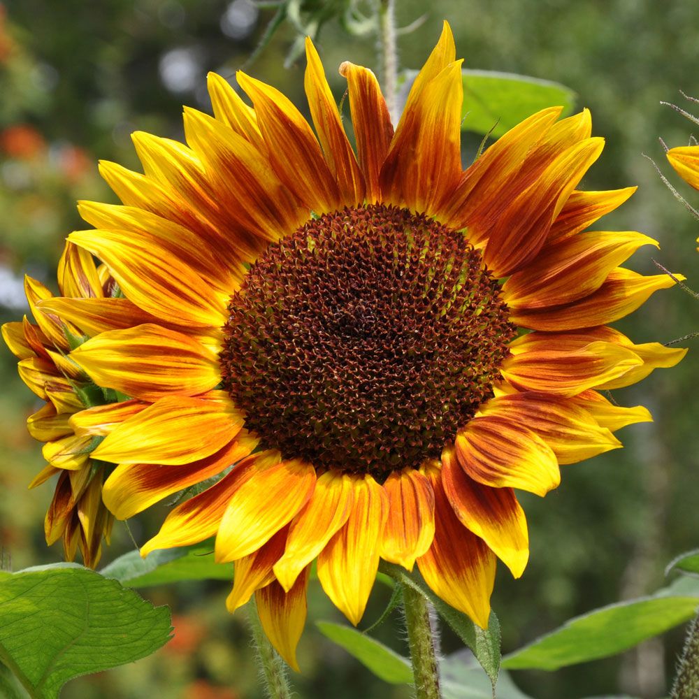 Sonnenblume 'Shock-O-Lat' in der Gruppe Samen / Einjährige Blumen bei Impecta Fröhandel (84251)
