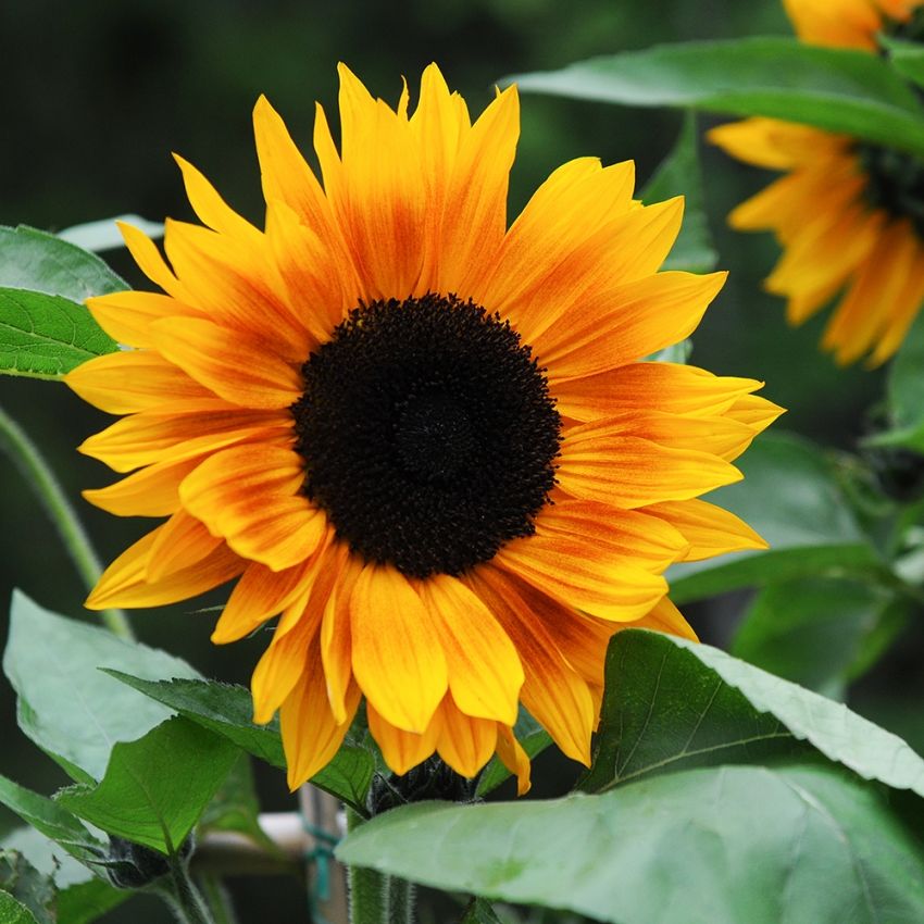 Sonnenblume F1 'Copper Queen' in der Gruppe Samen / Einjährige Blumen bei Impecta Fröhandel (84252)