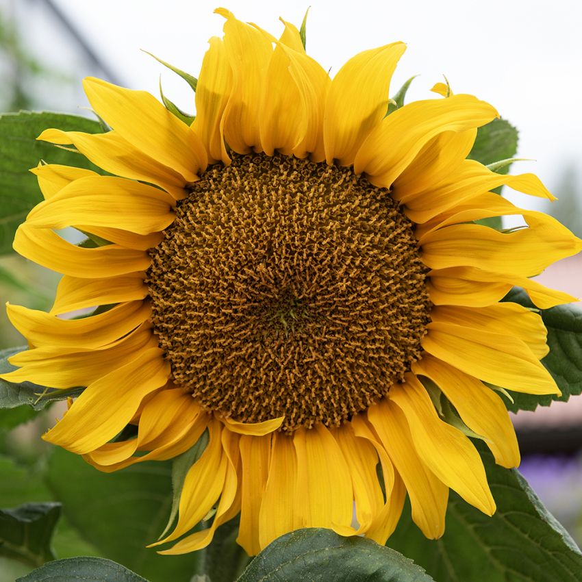 Sonnenblume 'Incredible' in der Gruppe Samen / Einjährige Blumen bei Impecta Fröhandel (8426)