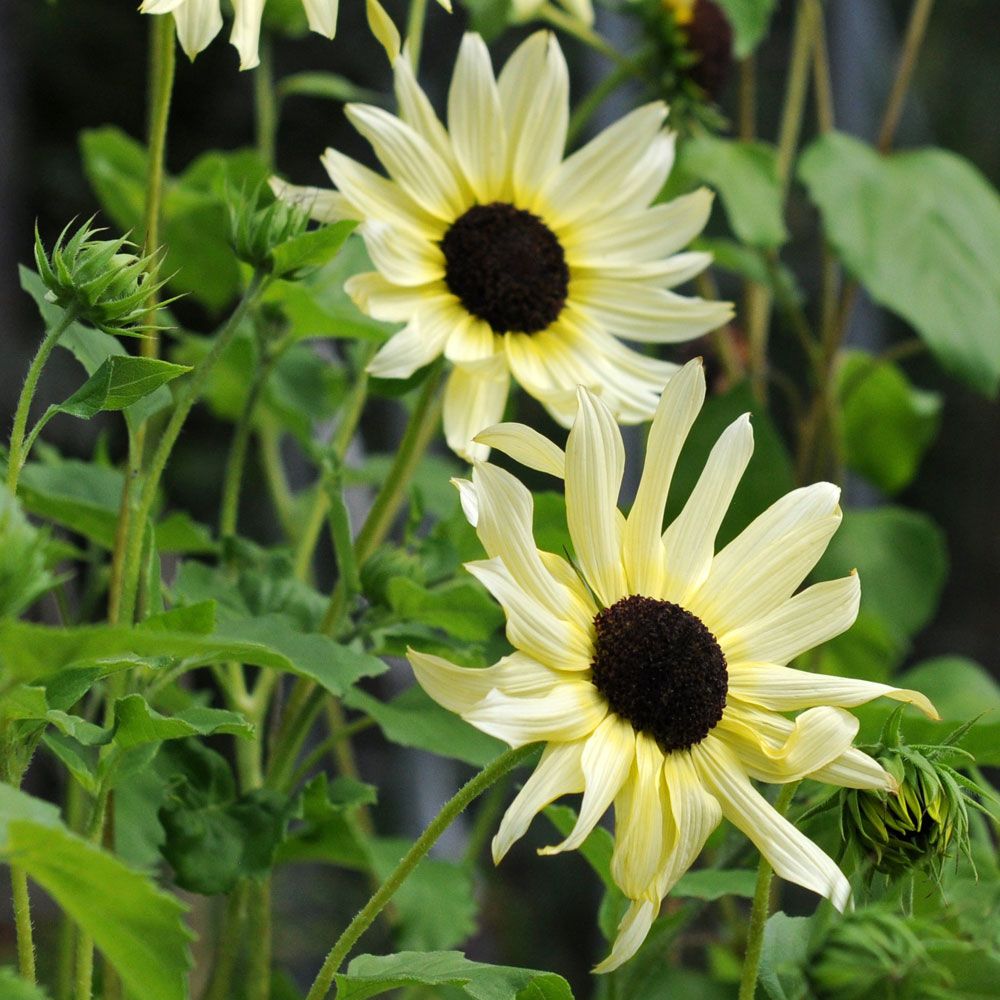 Gurkenblatt-Sonnenblume 'Italian White' in der Gruppe Samen / Einjährige Blumen bei Impecta Fröhandel (84270)