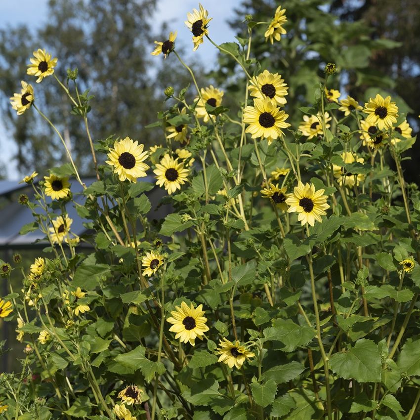 Gurkenblatt-Sonnenblume 'Soluna Lemon' in der Gruppe Samen / Einjährige Blumen bei Impecta Fröhandel (84272)