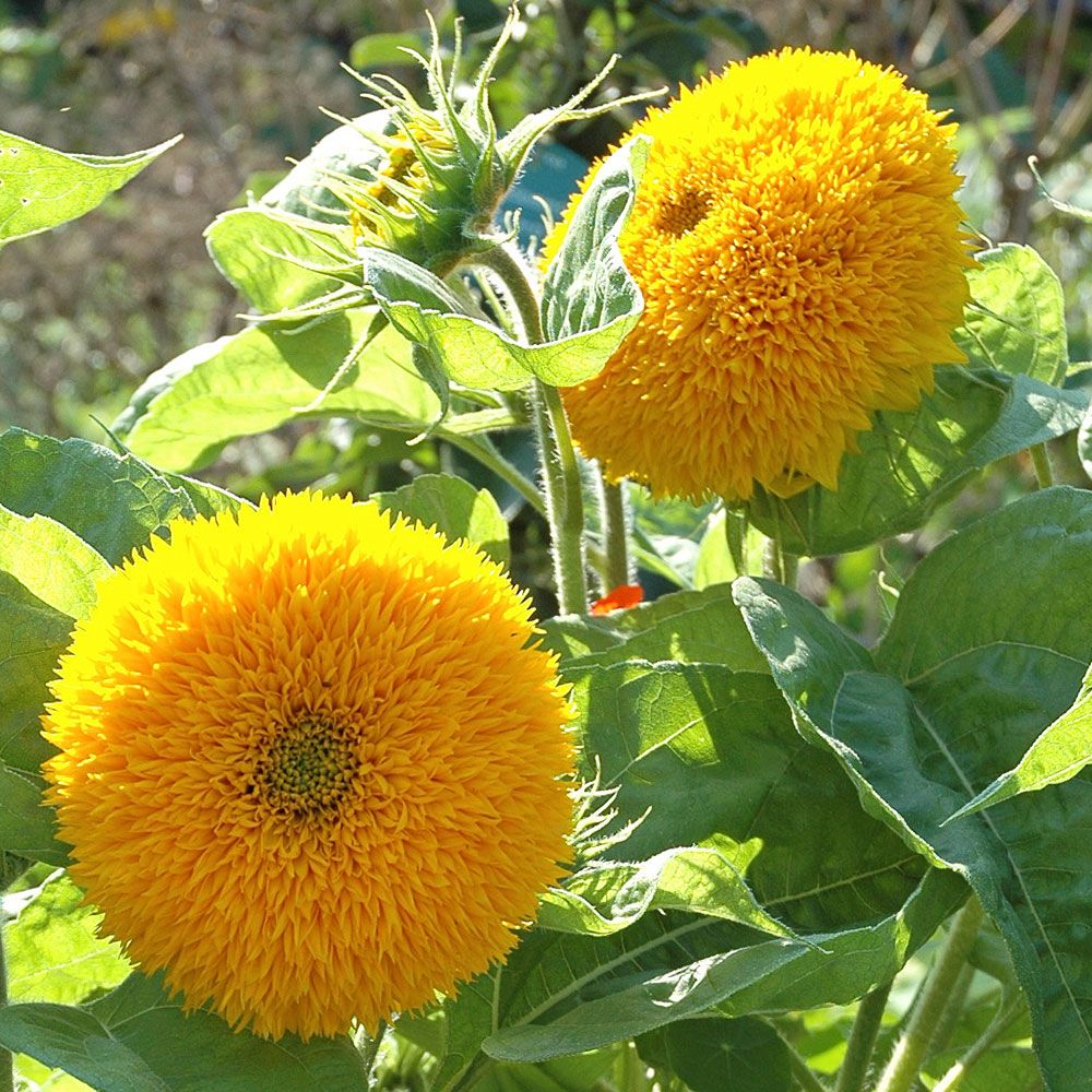 Sonnenblume 'Teddy Bear' in der Gruppe Samen / Einjährige Blumen bei Impecta Fröhandel (8428)