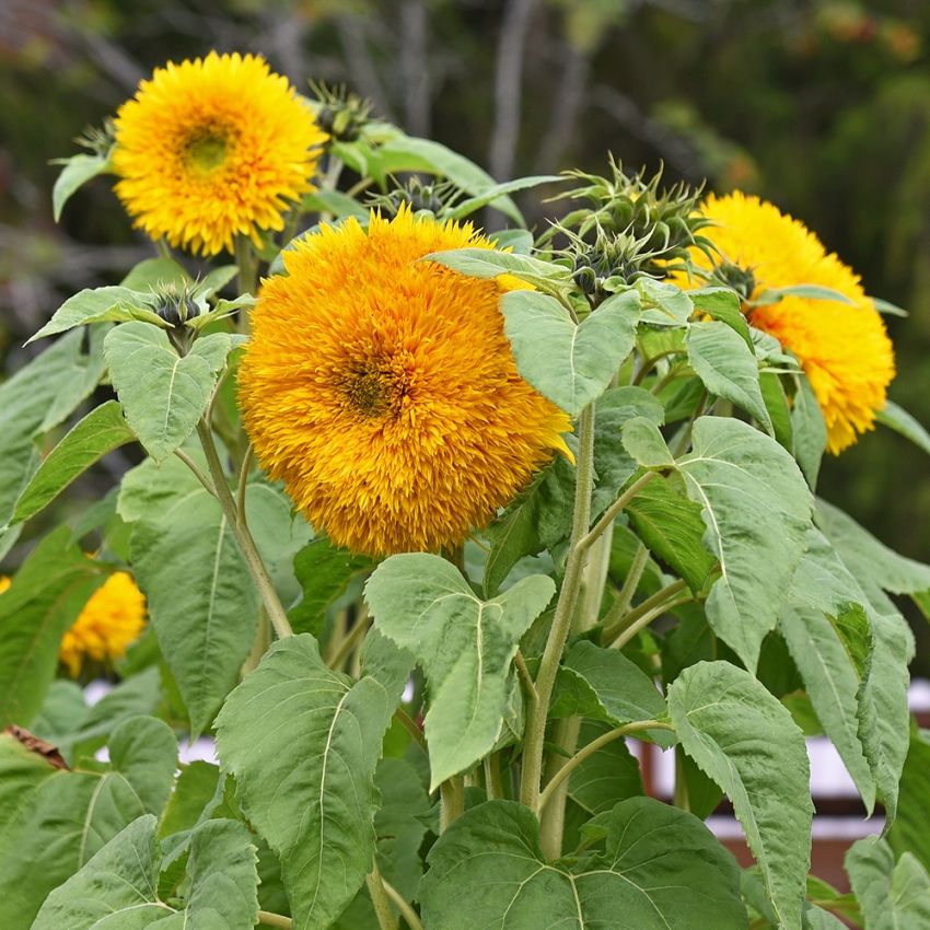 Sonnenblume 'Double Sunking' in der Gruppe Samen / Einjährige Blumen bei Impecta Fröhandel (84281)
