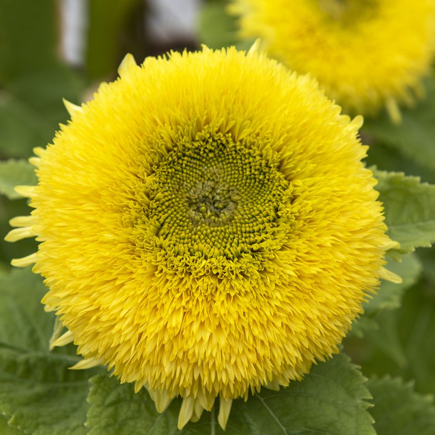 Sonnenblume 'Gummy Bear' in der Gruppe Samen / Einjährige Blumen bei Impecta Fröhandel (84282)