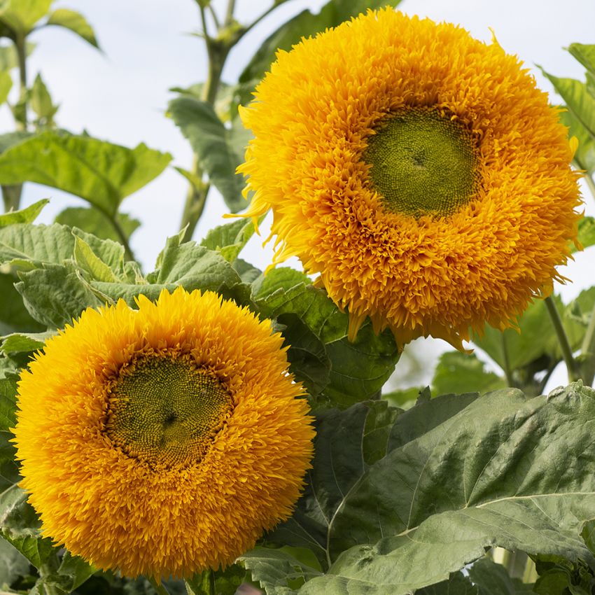 Sonnenblume ‘Orange Sun‘ in der Gruppe Samen / Einjährige Blumen bei Impecta Fröhandel (84283)