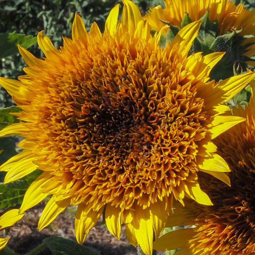 Sonnenblume 'Firefox' in der Gruppe Samen / Einjährige Blumen bei Impecta Fröhandel (84284)