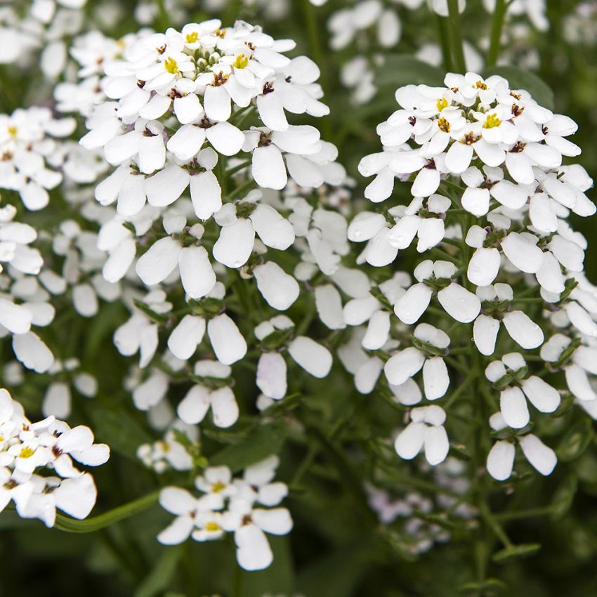 Bittere Seifenblume 'White Pinnacle' in der Gruppe Samen / Einjährige Blumen bei Impecta Fröhandel (84400)