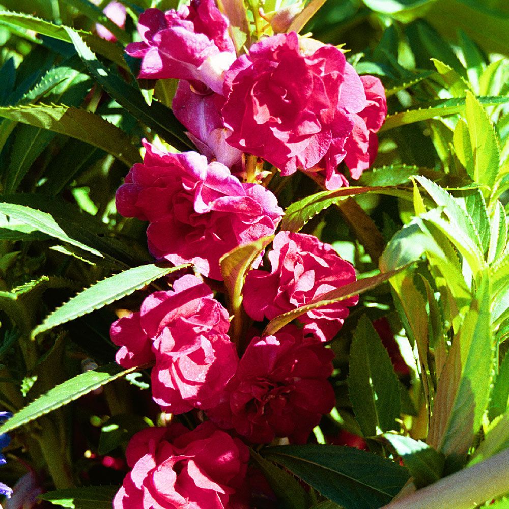 Garten-Balsamine 'Scarlet Favourite' in der Gruppe Samen / Einjährige Blumen bei Impecta Fröhandel (8442)