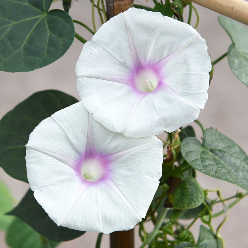 Purpur-Prunkwinde 'Dolce Vita' in der Gruppe Samen / Einjährige Blumen bei Impecta Fröhandel (84525)