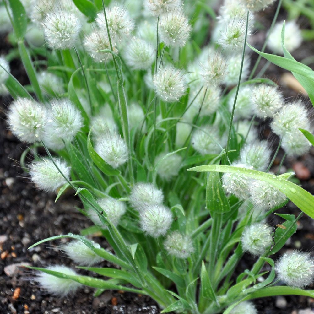 Hasenschwanzgras 'Bunny Tails' in der Gruppe Samen / Einjährige Blumen bei Impecta Fröhandel (8465)