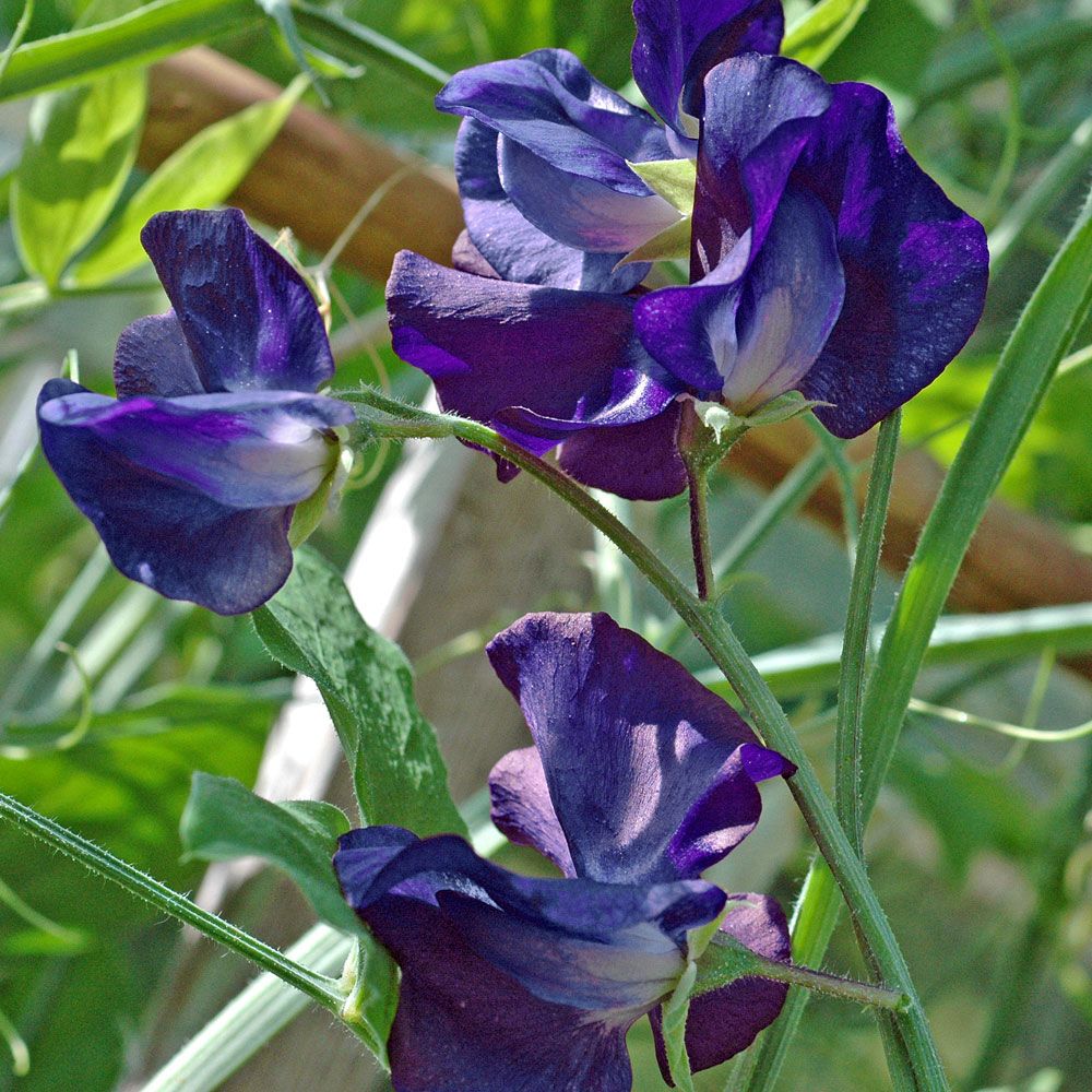 Duftwicke 'Royal Navy Dark Blue' in der Gruppe Samen / Einjährige Blumen bei Impecta Fröhandel (8474)