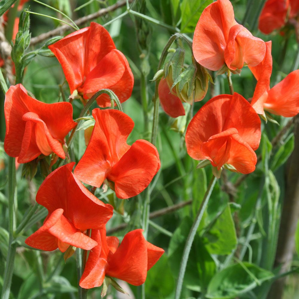 Duftwicke 'Old Spice Henry Eckford' in der Gruppe Samen / Einjährige Blumen bei Impecta Fröhandel (84781)