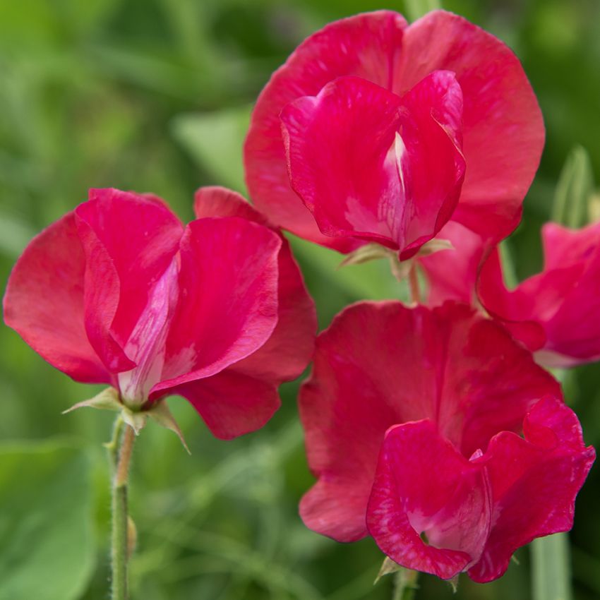 Duftwicke 'Perfume Millennium' in der Gruppe Samen / Einjährige Blumen bei Impecta Fröhandel (84792)