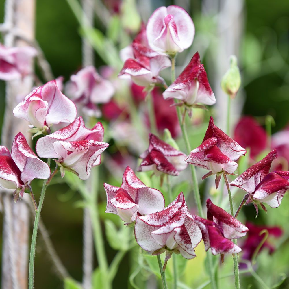 Duftwicke 'Spencer Wiltshire Ripple' in der Gruppe Samen / Einjährige Blumen bei Impecta Fröhandel (84842)