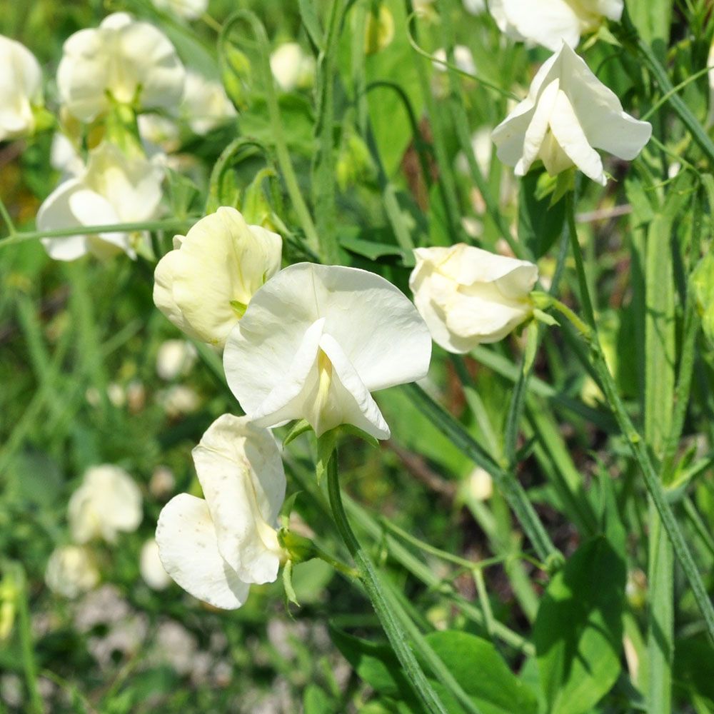 Duftwicke 'Mrs. Collier' in der Gruppe Samen / Einjährige Blumen bei Impecta Fröhandel (8485)