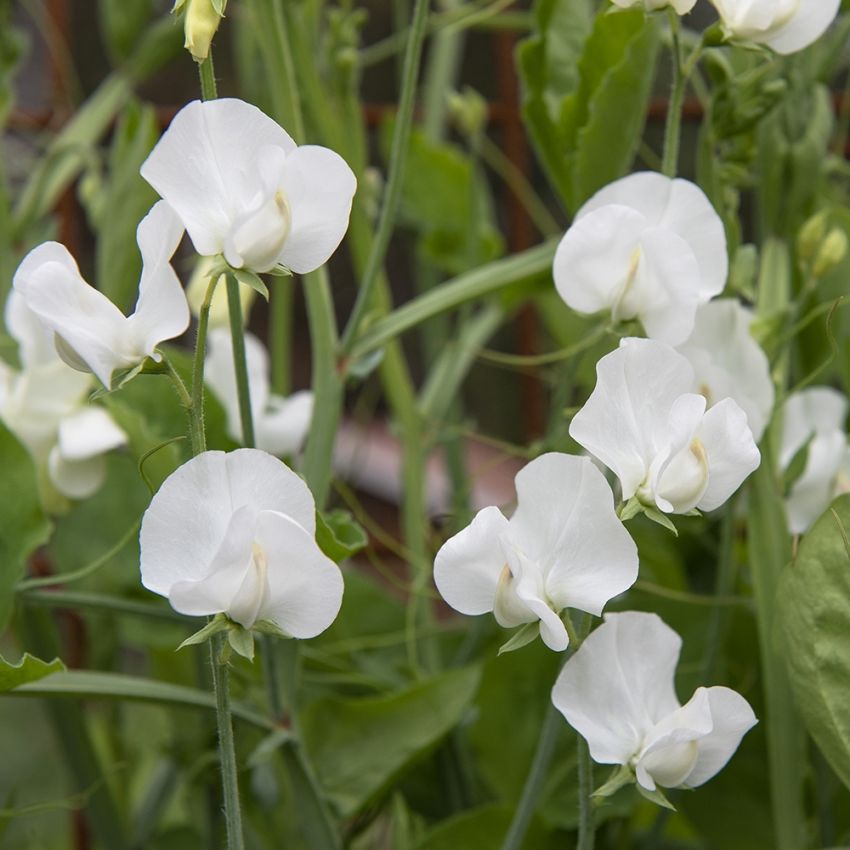 Duftwicke 'Spencer Swan Lake' in der Gruppe Samen / Einjährige Blumen bei Impecta Fröhandel (84853)