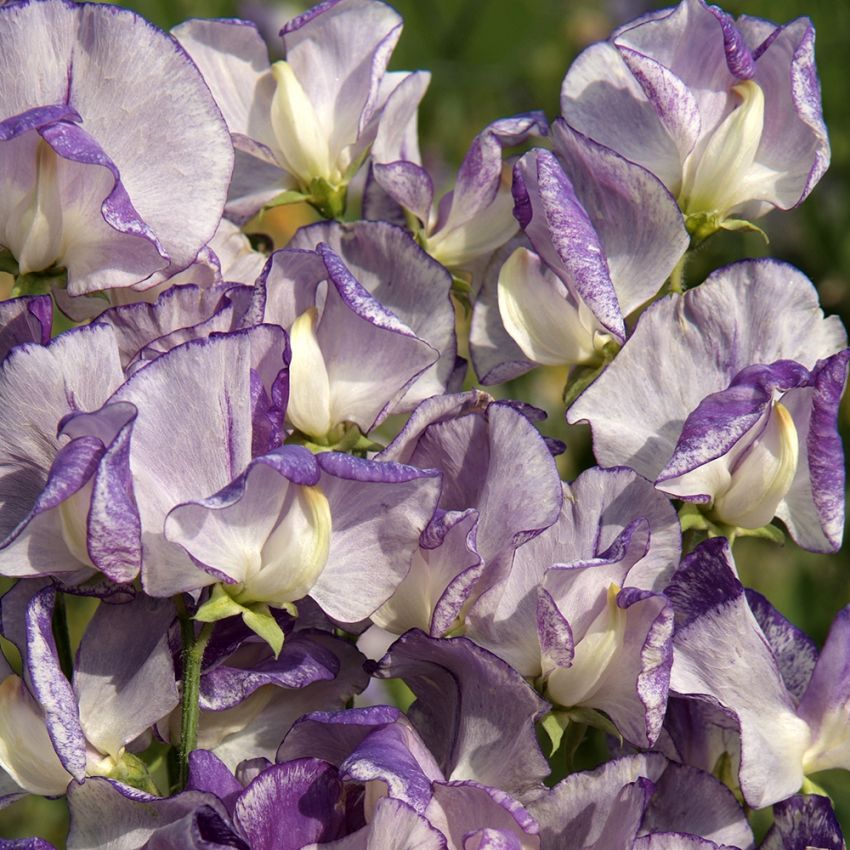 Duftwicke 'Spencer Nimbus’ in der Gruppe Samen / Einjährige Blumen bei Impecta Fröhandel (84856)
