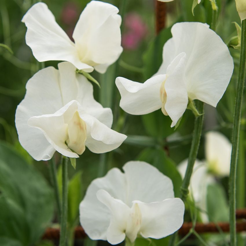 Duftwicke 'Spring Sunshine Cream' in der Gruppe Samen / Einjährige Blumen bei Impecta Fröhandel (84863)