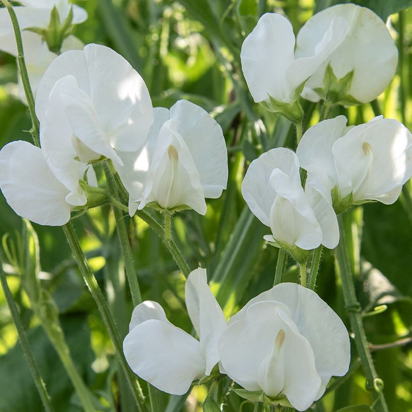 Duftwicke 'Royal White' in der Gruppe Samen / Einjährige Blumen bei Impecta Fröhandel (84867)
