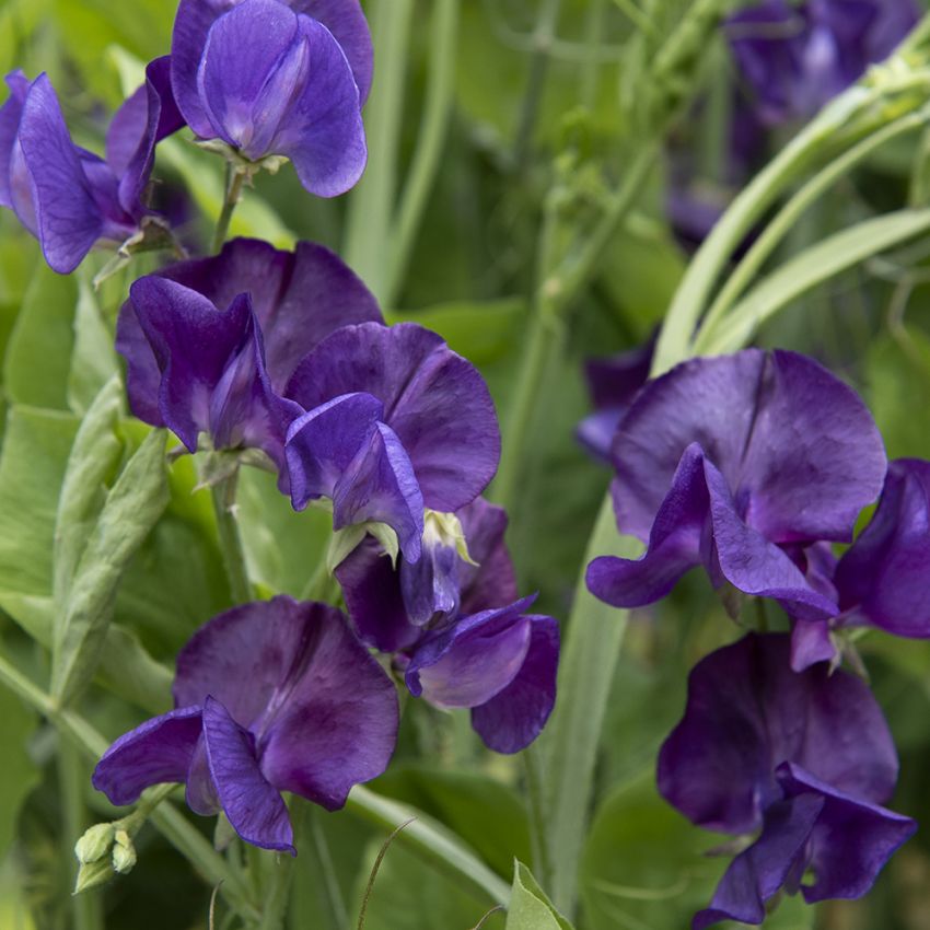 Duftwicke 'Spencer Blue Velvet' in der Gruppe Samen / Einjährige Blumen bei Impecta Fröhandel (84871)
