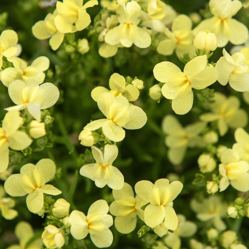 Marokkanisches Leinkraut 'Fantasista Yellow' in der Gruppe Samen / Einjährige Blumen bei Impecta Fröhandel (84983)